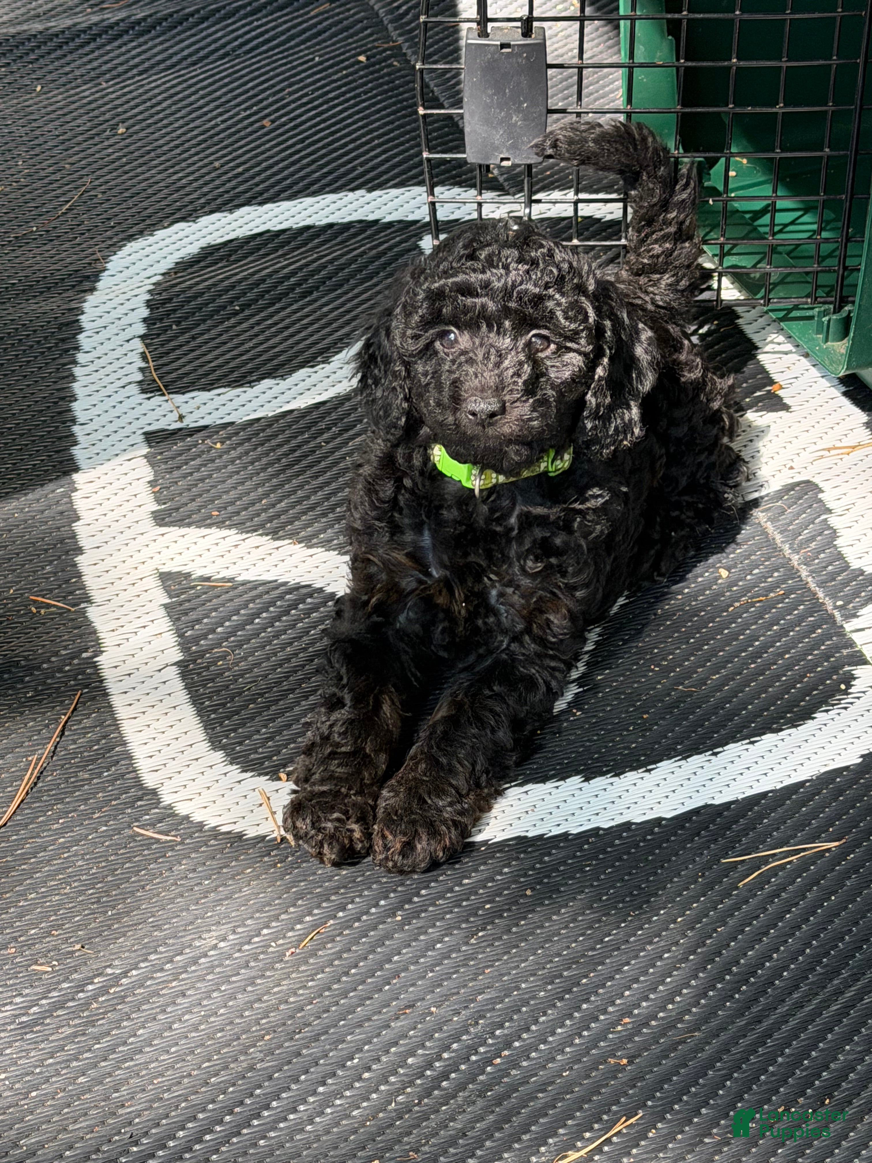 Miniature Poodle dogs Miniature Poodle Puppy 3 - Ad 2
