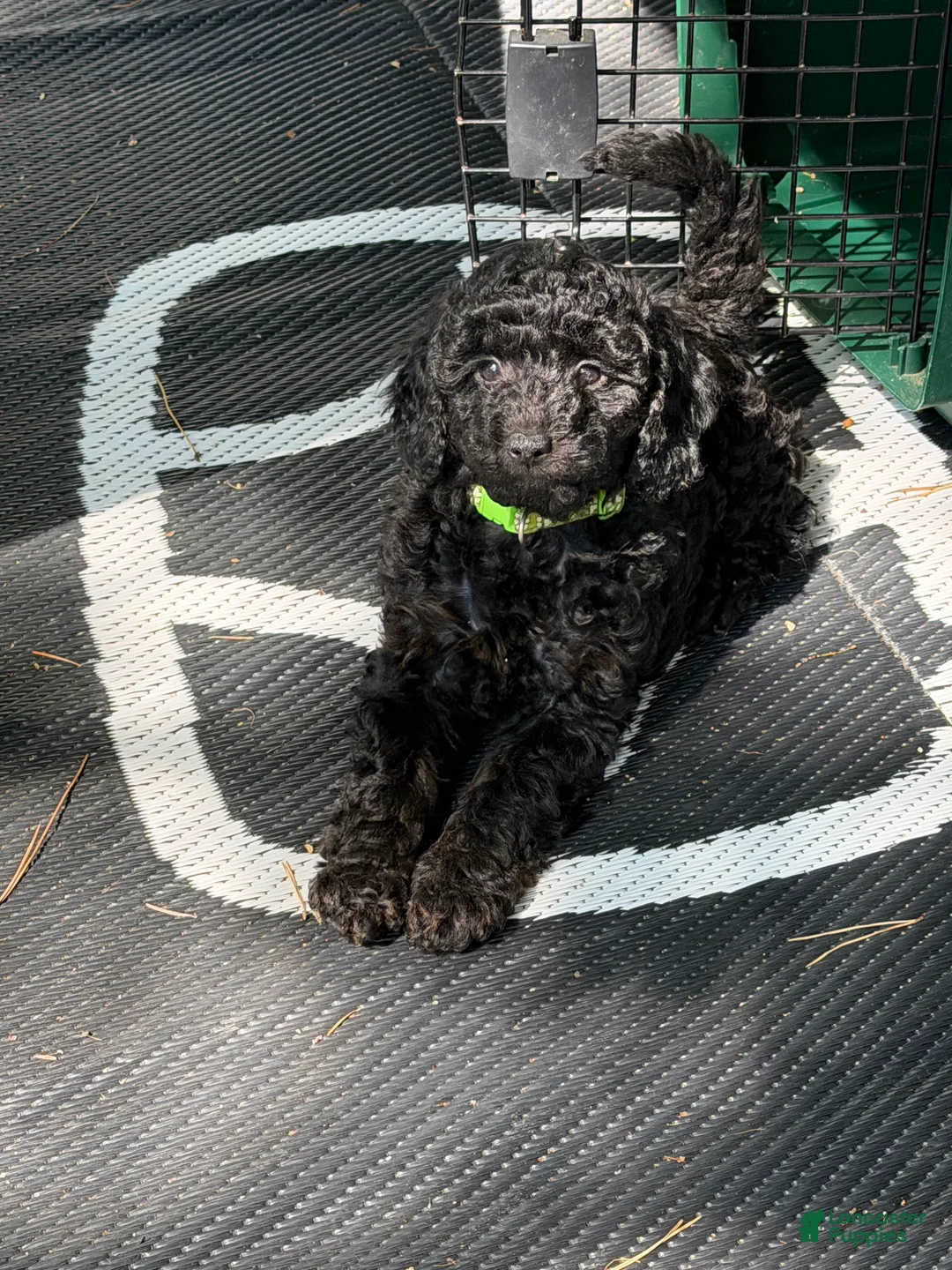 Miniature Poodle dogs for sale: Miniature Poodle Puppy 3 - Ad 2