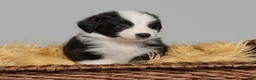 Australian Shepherd dogs for sale: Tipsy - Ad 3