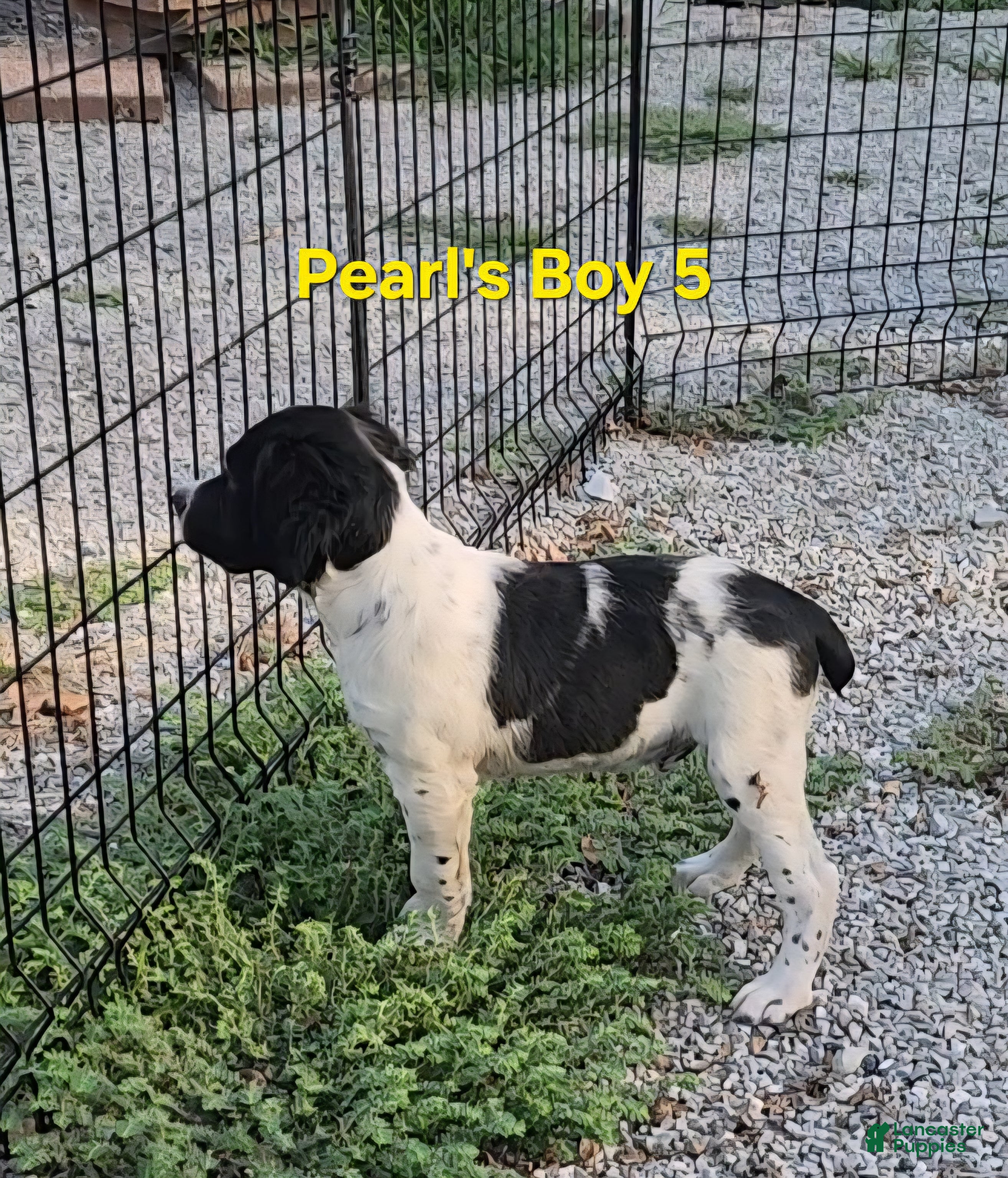 Brittany Spaniel dogs AKC/UKC French Brittany boy 5 - Ad 2