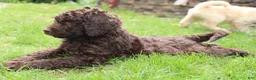 Labradoodle dogs for sale: Apollo - Ad 4