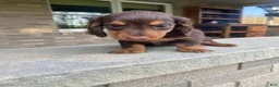 Miniature Dachshund dogs for sale: Bella - Ad 13