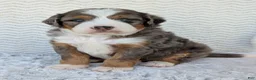 Mini Bernedoodle dogs for sale: Mini Bluey - Ad 22