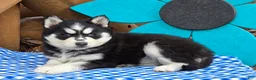 Siberian Husky dogs for sale: Trixie - Ad 3