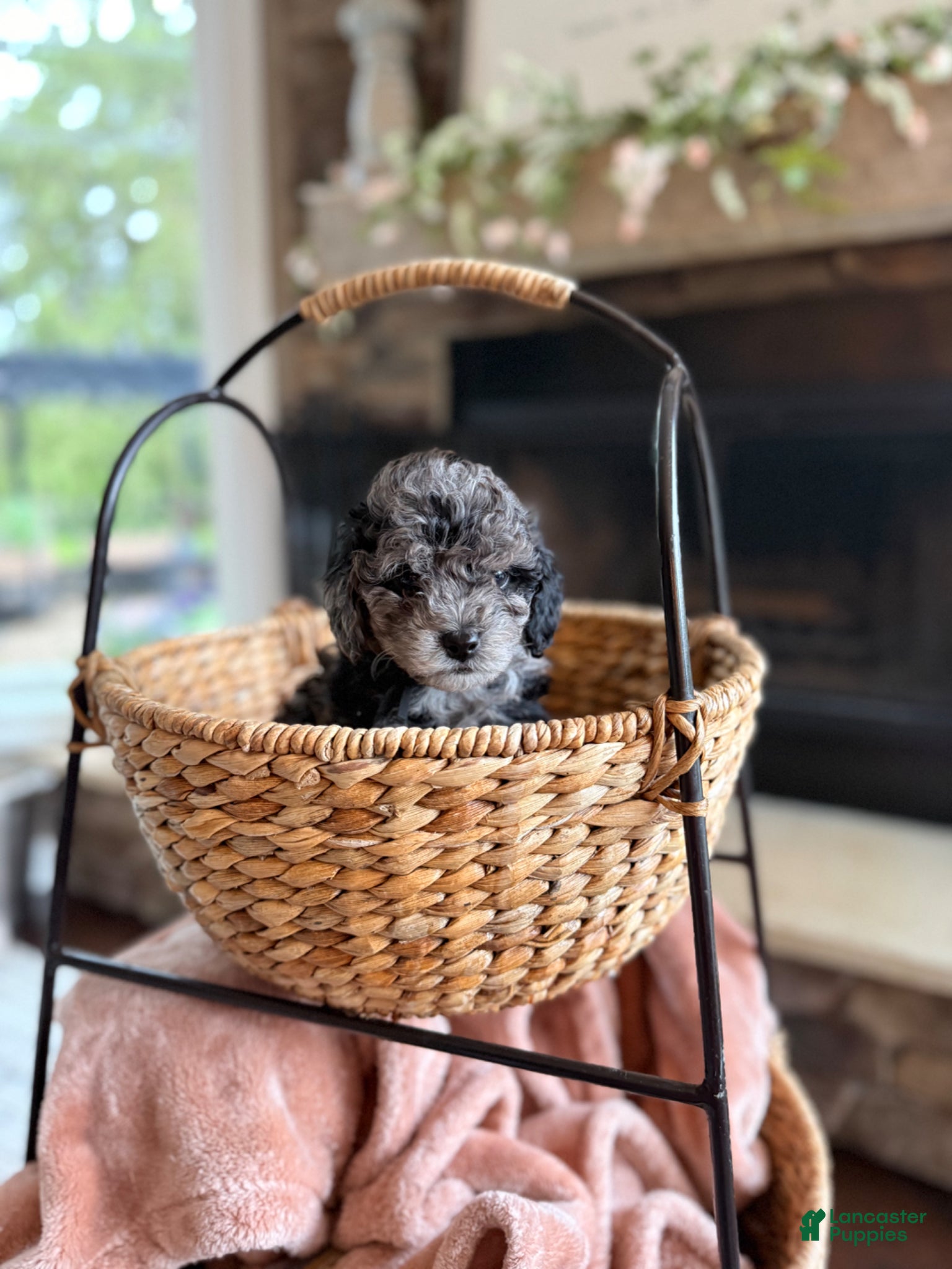 Cavapoo dogs Atlas - Ad 2
