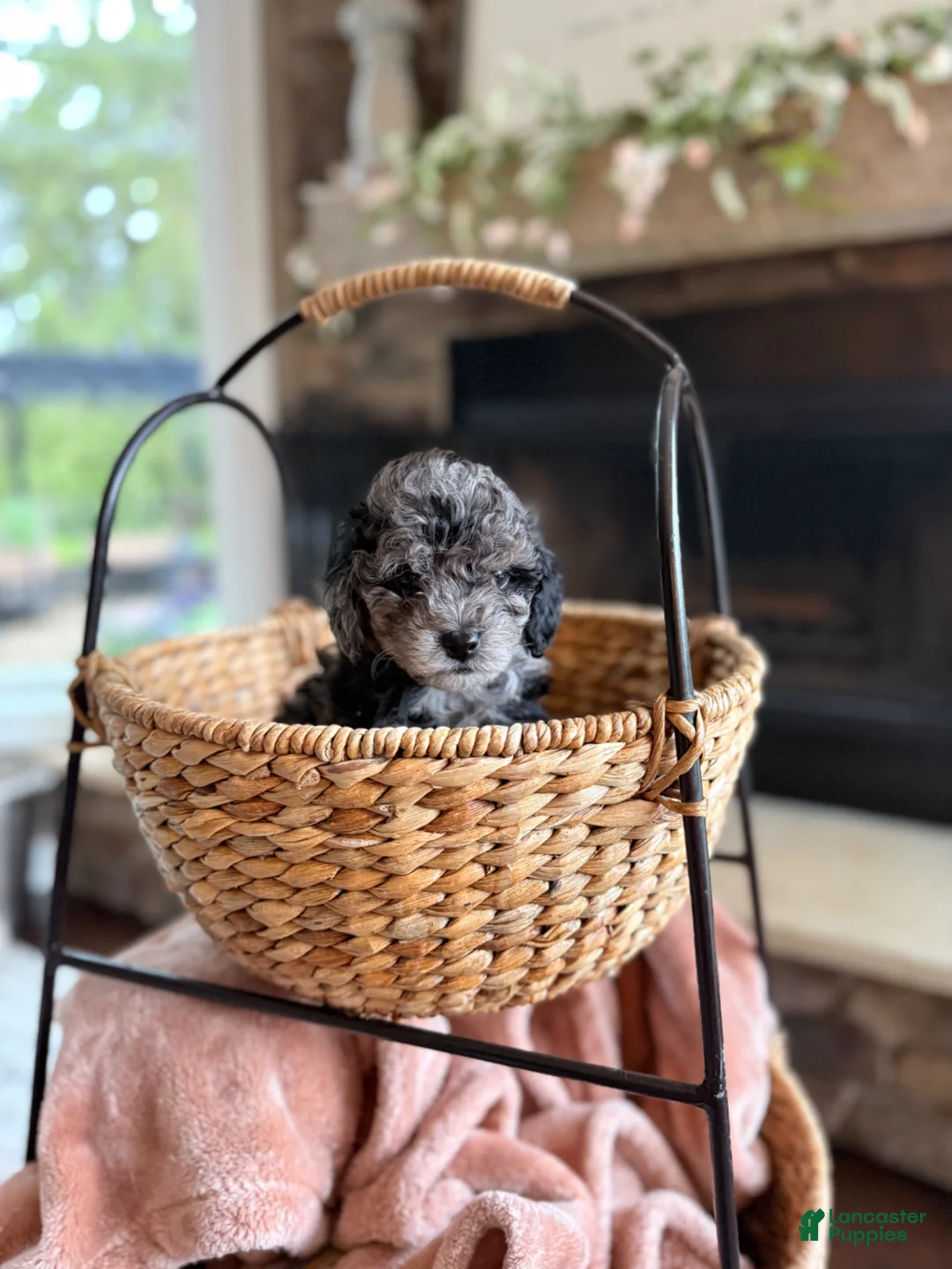 Cavapoo dogs for sale: Atlas - Ad 2