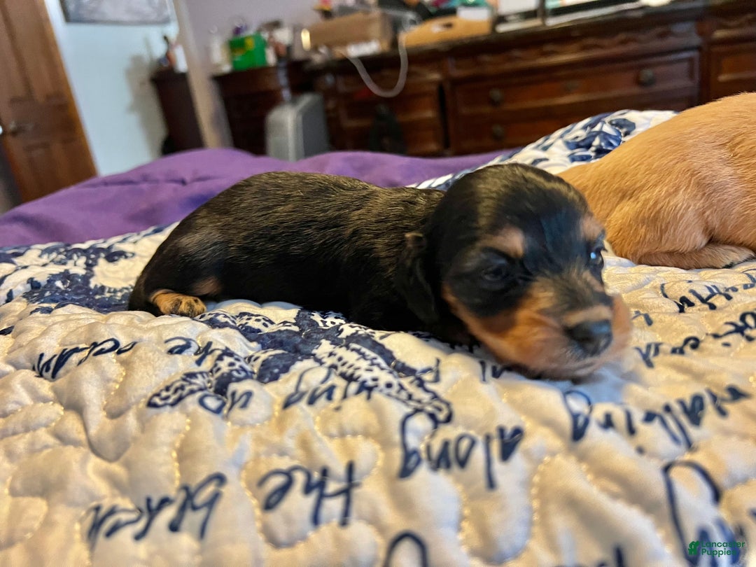 Miniature Dachshund dogs for sale: Triscuit Russian Bl tan lh f - Ad 1