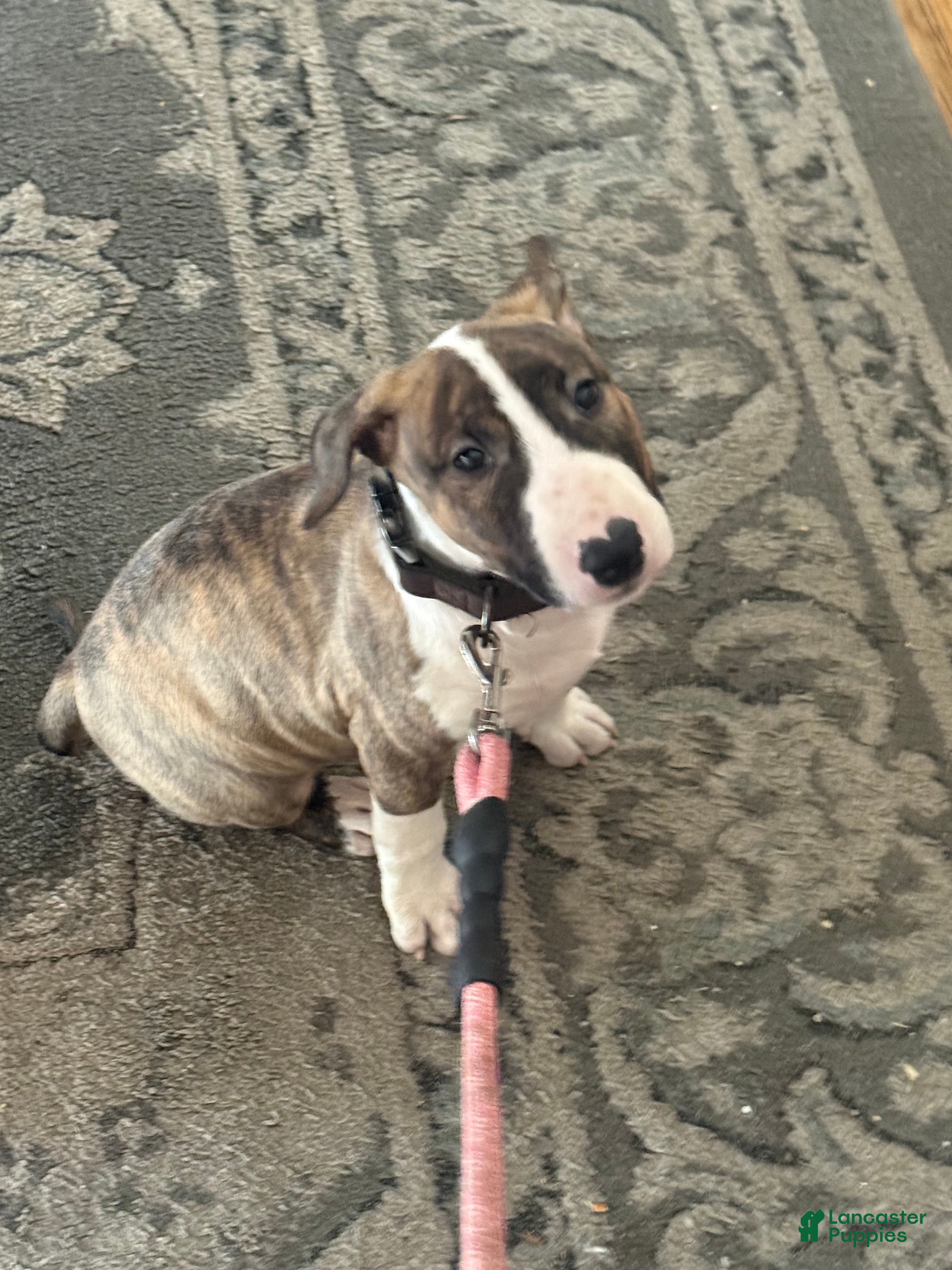 Bull Terrier dogs Bull Terrier Puppy 1 - Ad 1