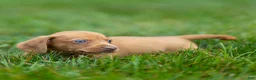 Miniature Dachshund dogs for sale: Mylan Miniature Dachshund  - Ad 14