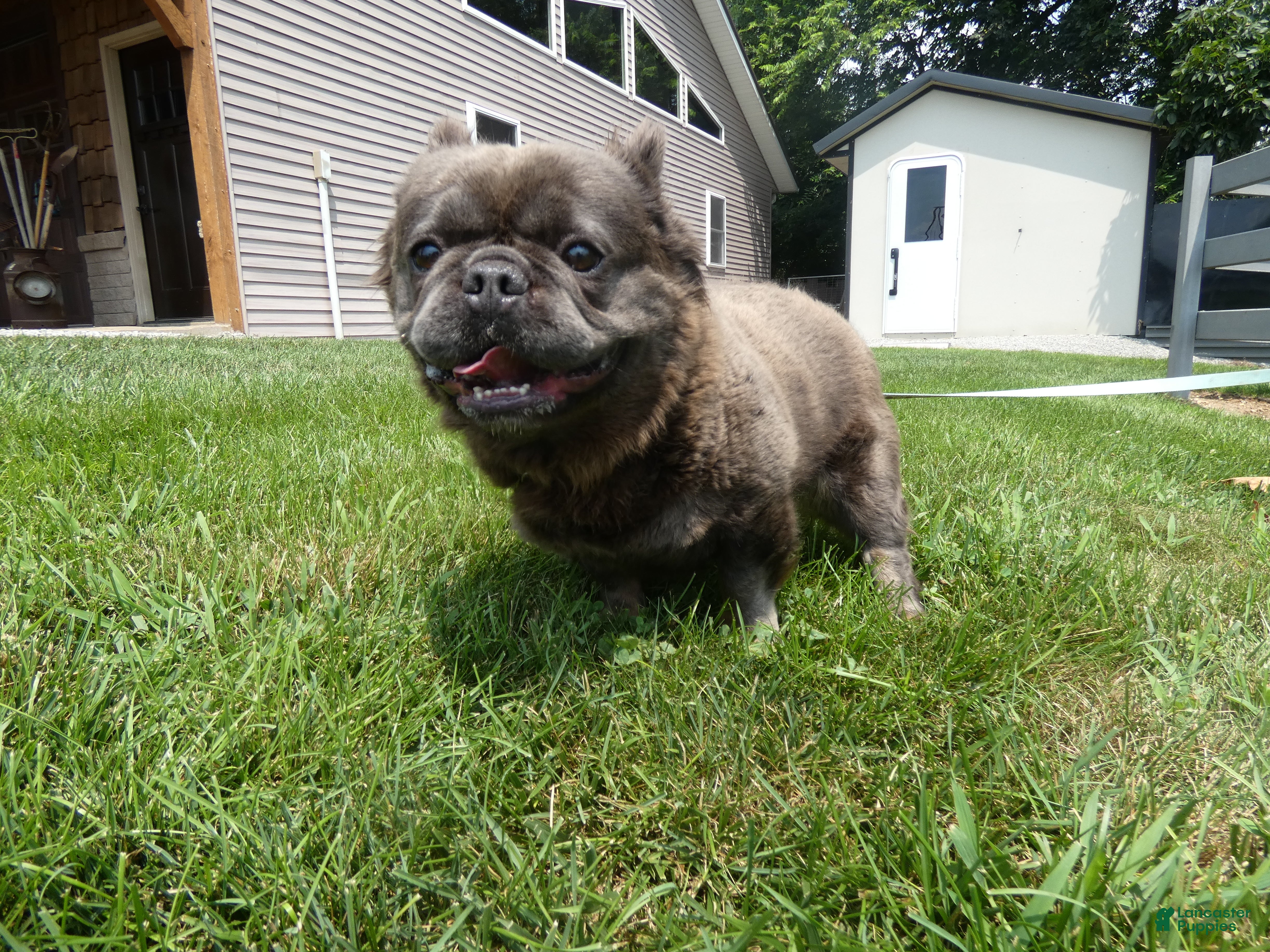 French Bulldog dogs French Bulldog 1 Hazley - Ad 41