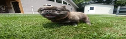 French Bulldog dogs for sale: French Bulldog 1 Hazley - Ad 1