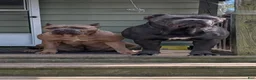 Cane Corso dogs for sale: Cane Corso 2 - Ad 3