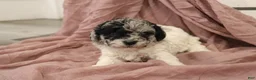 Miniature Poodle dogs for sale: Aubrey - Ad 7