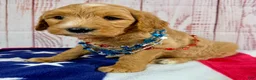 Goldendoodle dogs for sale: Daisy - Ad 3