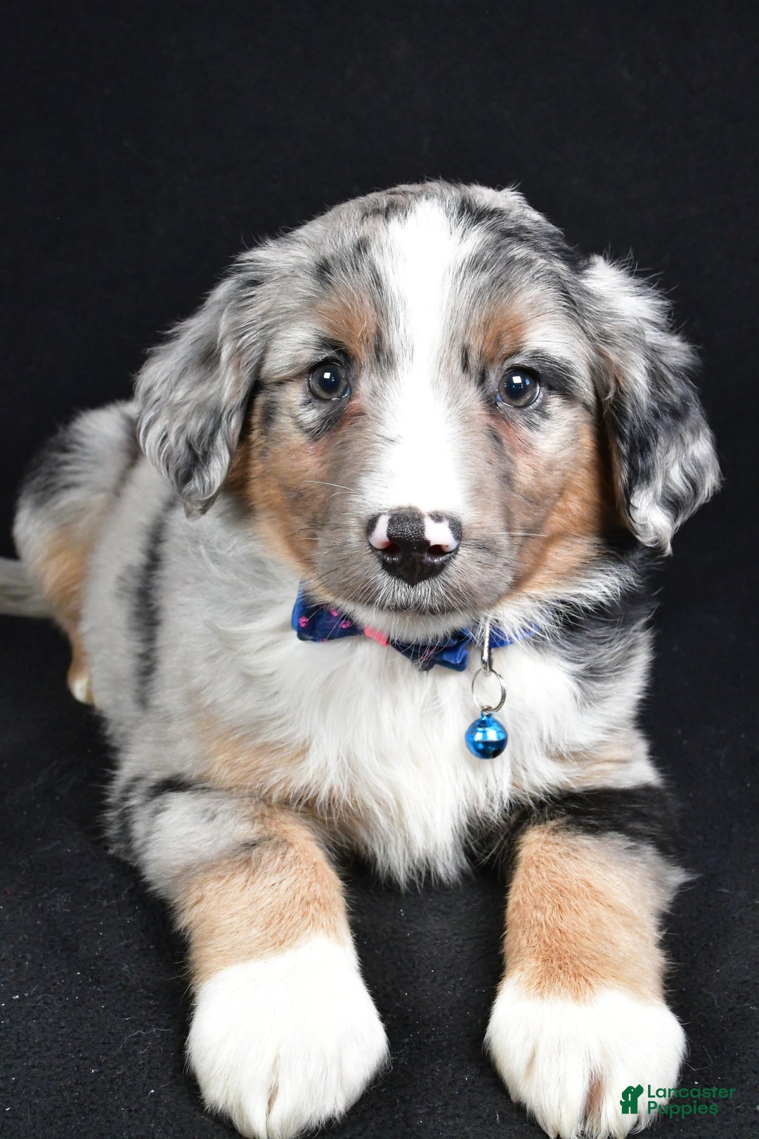 Miniature Australian Shepherd dogs for sale: Ricky - Ad 8