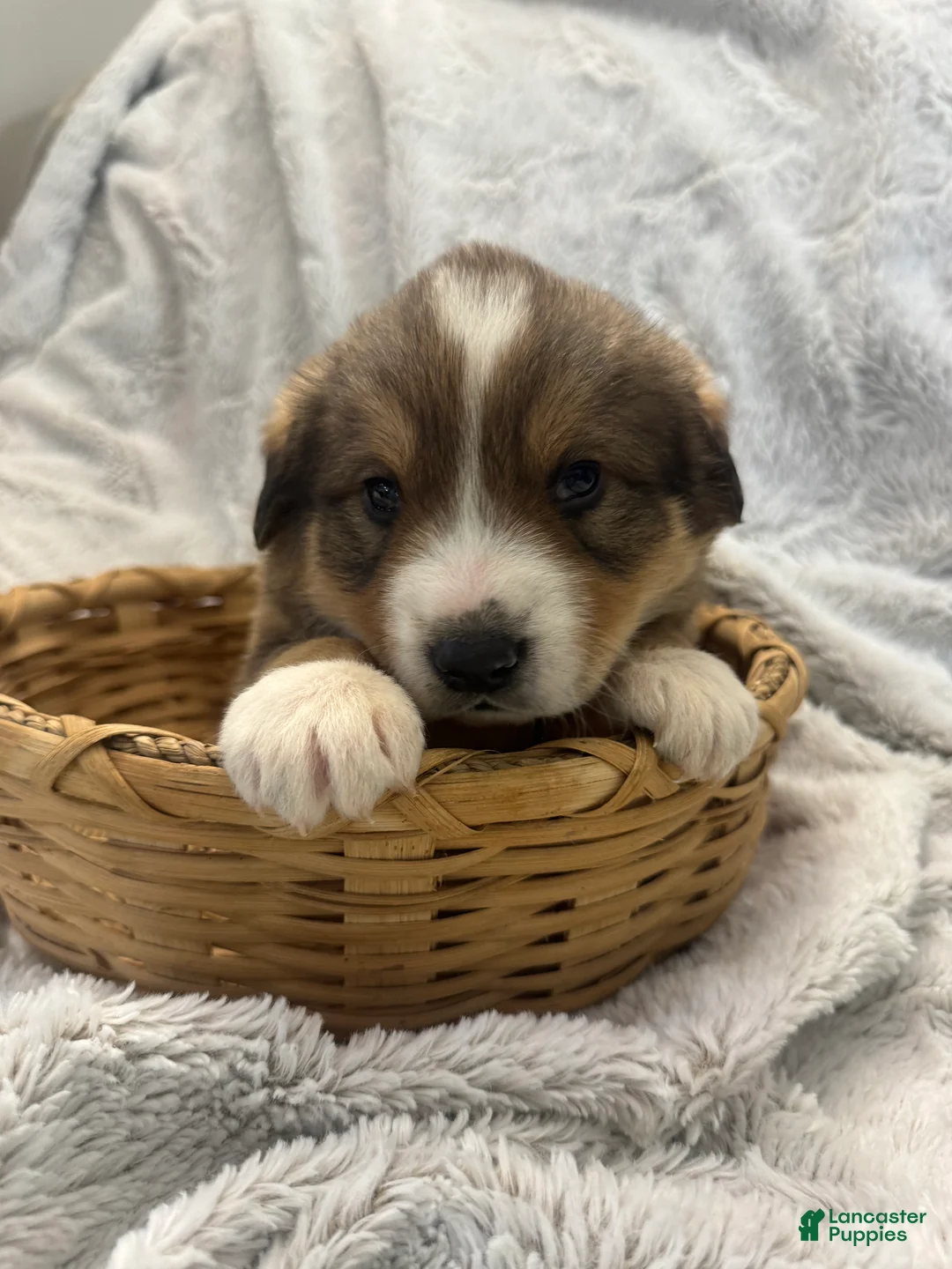 Mixed Breed dogs for sale: Jasper - Ad 1