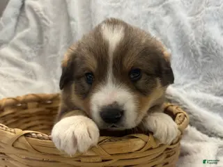 Mixed Breed dogs for sale: Jasper - Ad 1