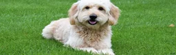 Mini Goldendoodle dogs for sale: Ms. Myra - Ad 10