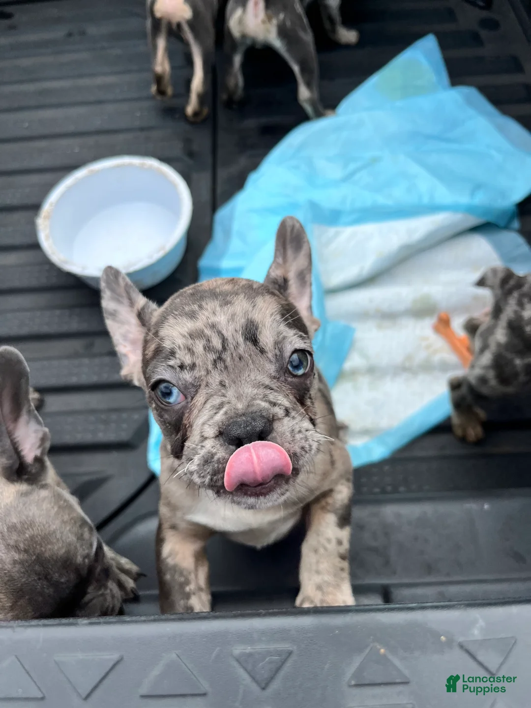 French Bulldog dogs for sale: French Bulldog Puppy 6 - Ad 2