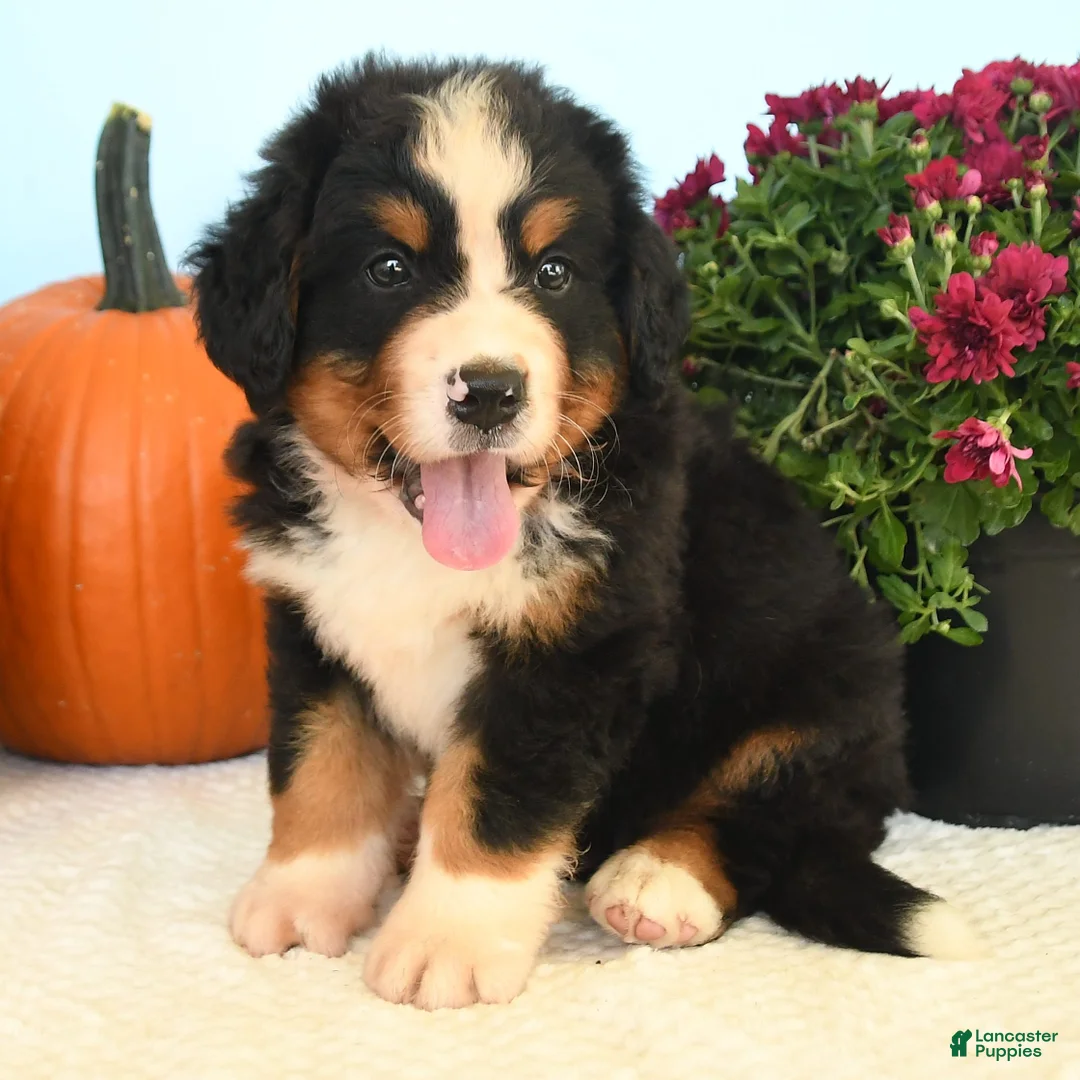 Bernese Mountain Dog dogs for sale: Clint - Ad 2