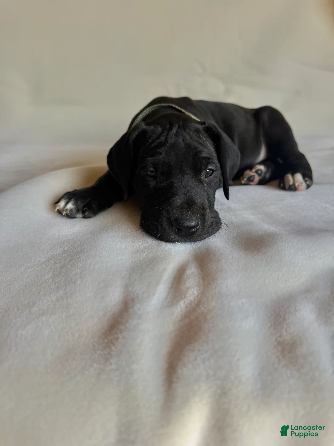 Great Dane dogs for sale: Lady-silver - Ad 1