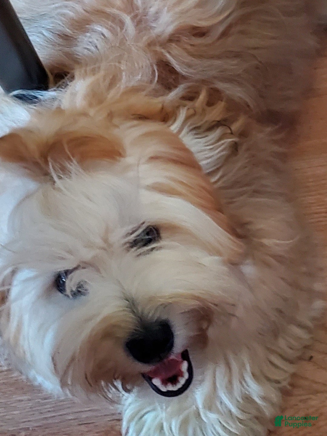 Gallery Image {{count}}