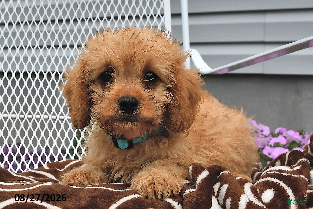 Cavapoo dogs Curtis - Ad 2