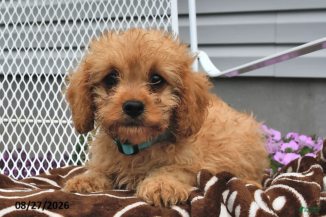Cavapoo dogs for sale: Curtis - Ad 2