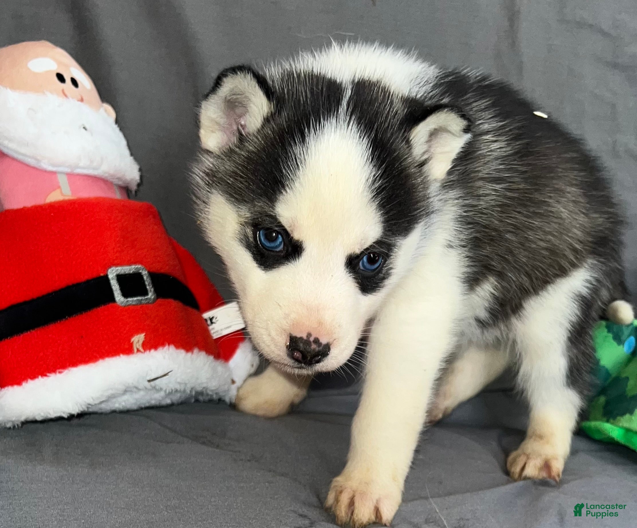 Siberian Husky dogs Siberian Husky Ash - Ad 4