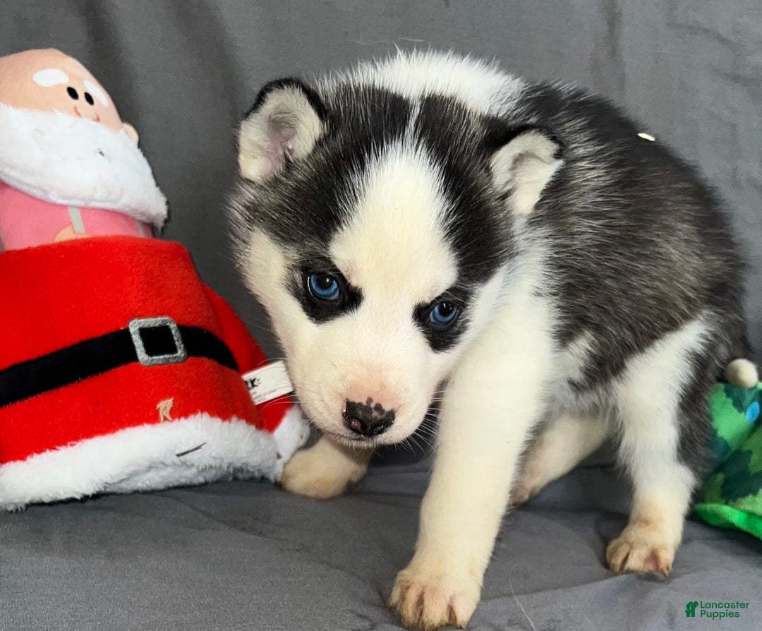 Siberian Husky dogs for sale: Siberian Husky Ash - Ad 1