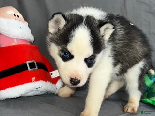 Siberian Husky dogs Siberian Husky Ash - Ad 1