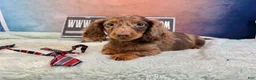 Miniature Dachshund dogs for sale: Chocolate dapple Russian Akc  - Ad 5