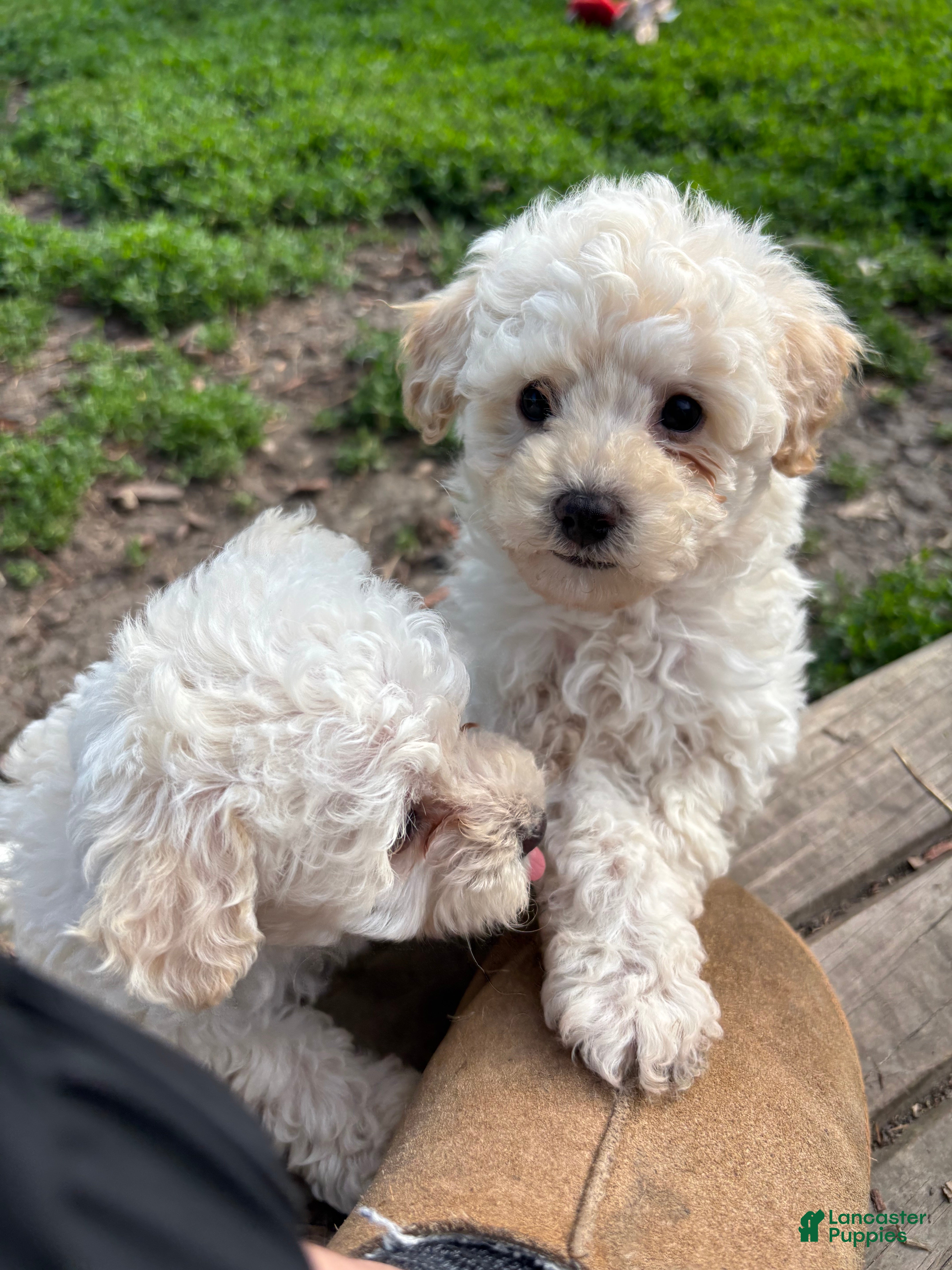 Yorkiepoo dogs Rusty  - Ad 2