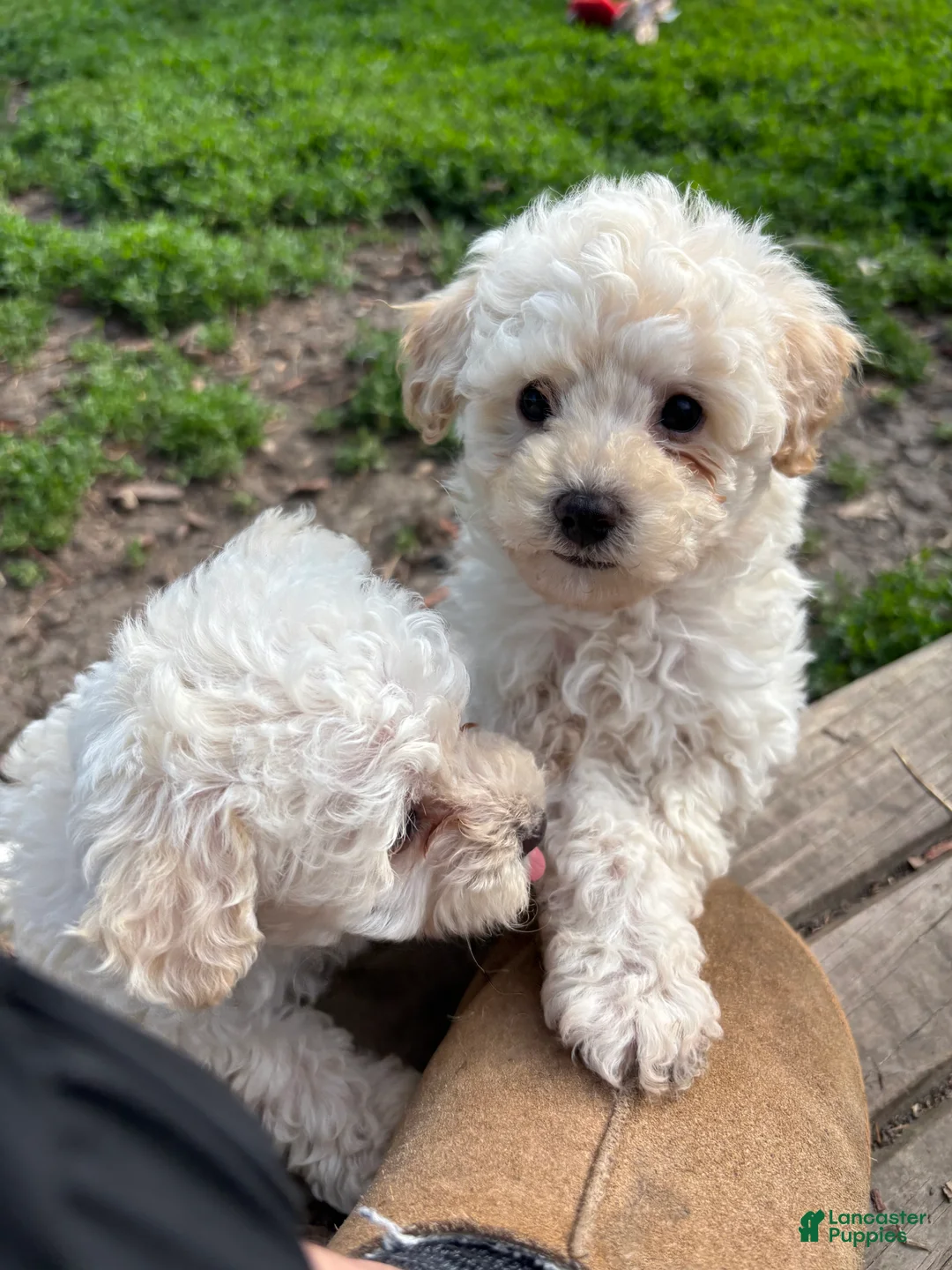 Yorkiepoo dogs for sale: Rusty  - Ad 2
