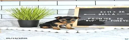 Yorkshire Terrier dogs for sale: Bella   - Ad 4