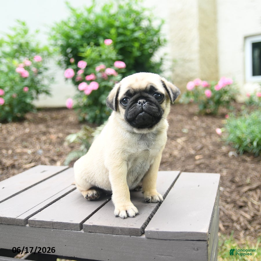 Pug dogs Kloe - Ad 2