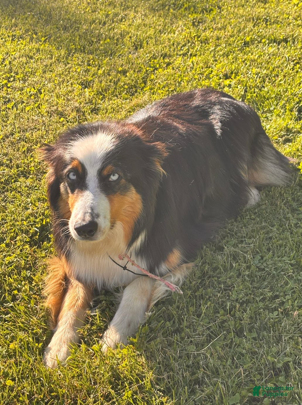Australian Shepherd dogs Diesel  - Ad 2