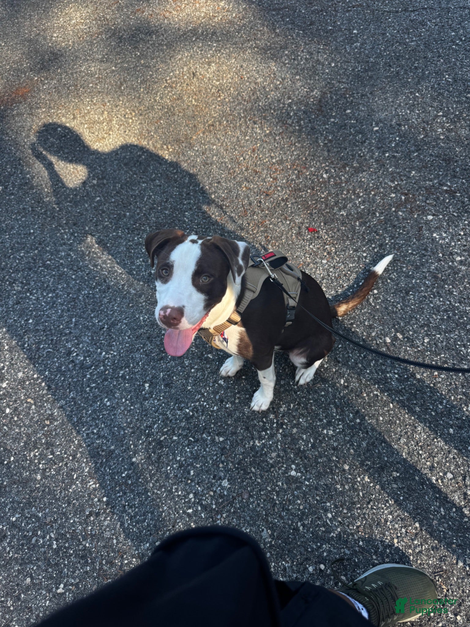 Mixed Breed dogs Mixed Breed 1 - Ad 36