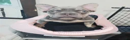 French Bulldog dogs for sale: French Bulldog 3 - Ad 5