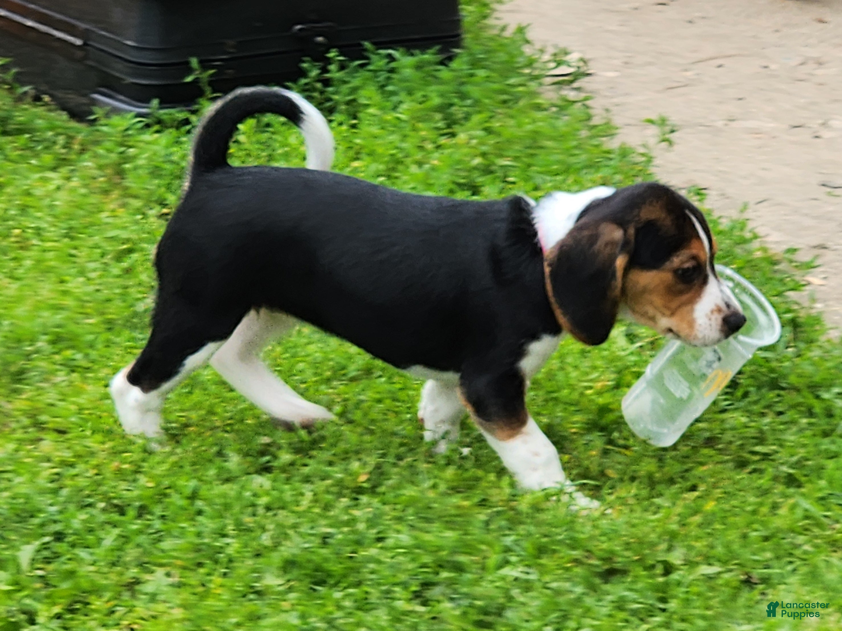 Beagle dogs Pinkie - Ad 1