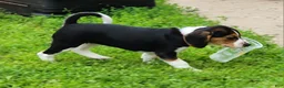 Beagle dogs for sale: Pinkie - Ad 1