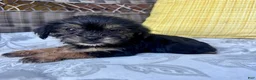 Shorkie dogs for sale: Monica - Ad 5