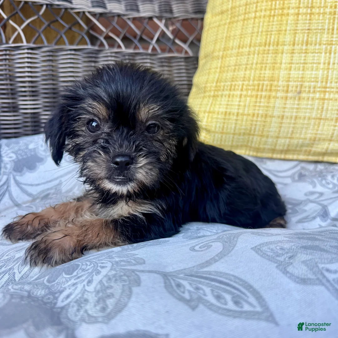 Shorkie dogs for sale: Monica - Ad 5