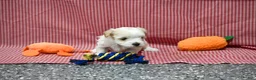 Maltipoo dogs for sale: Jack - Ad 9