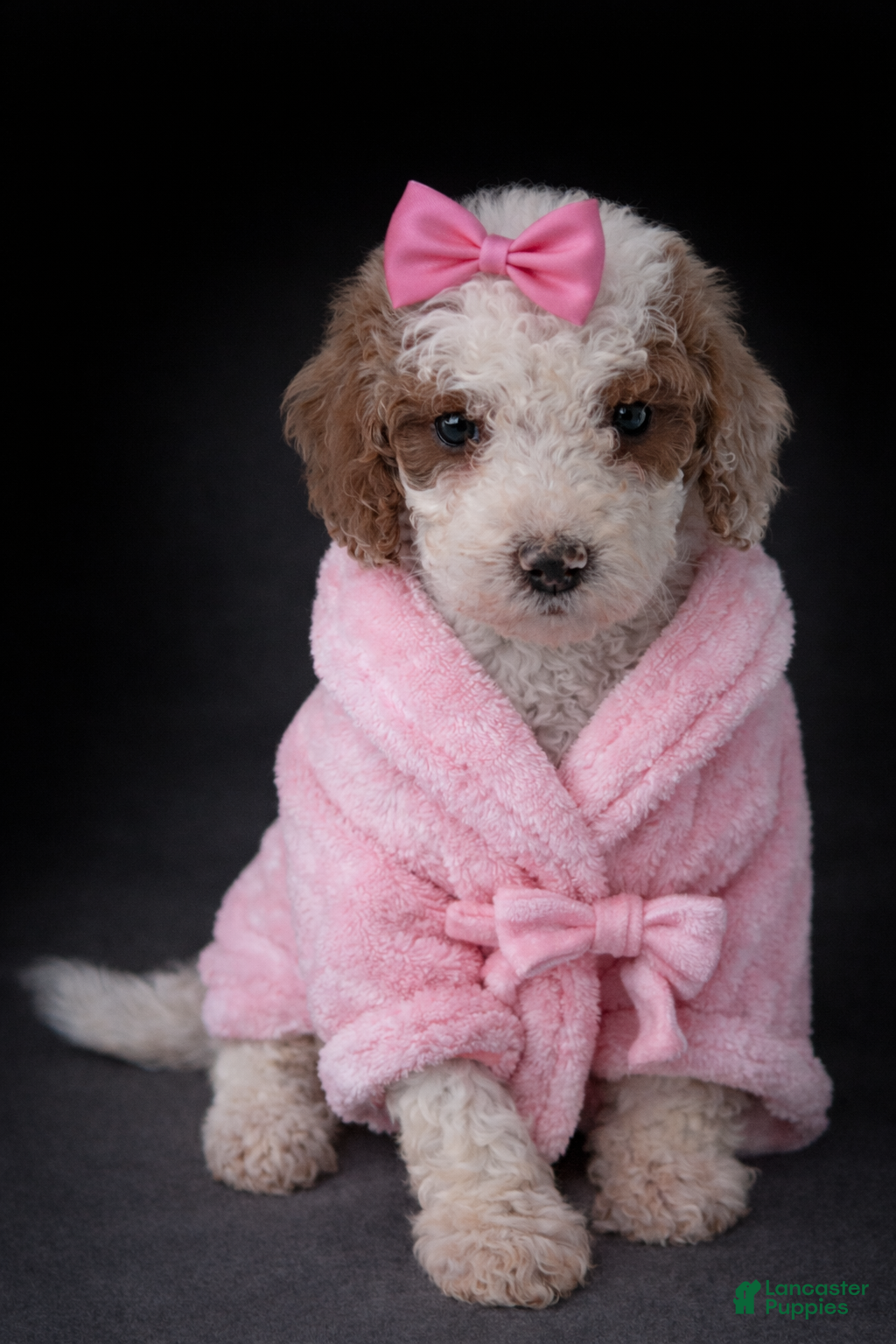 Mini Goldendoodle dogs Mini Goldendoodle Puppy 3 - Ad 14