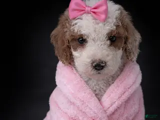 Mini Goldendoodle dogs Mini Goldendoodle Puppy 3 - Ad 14