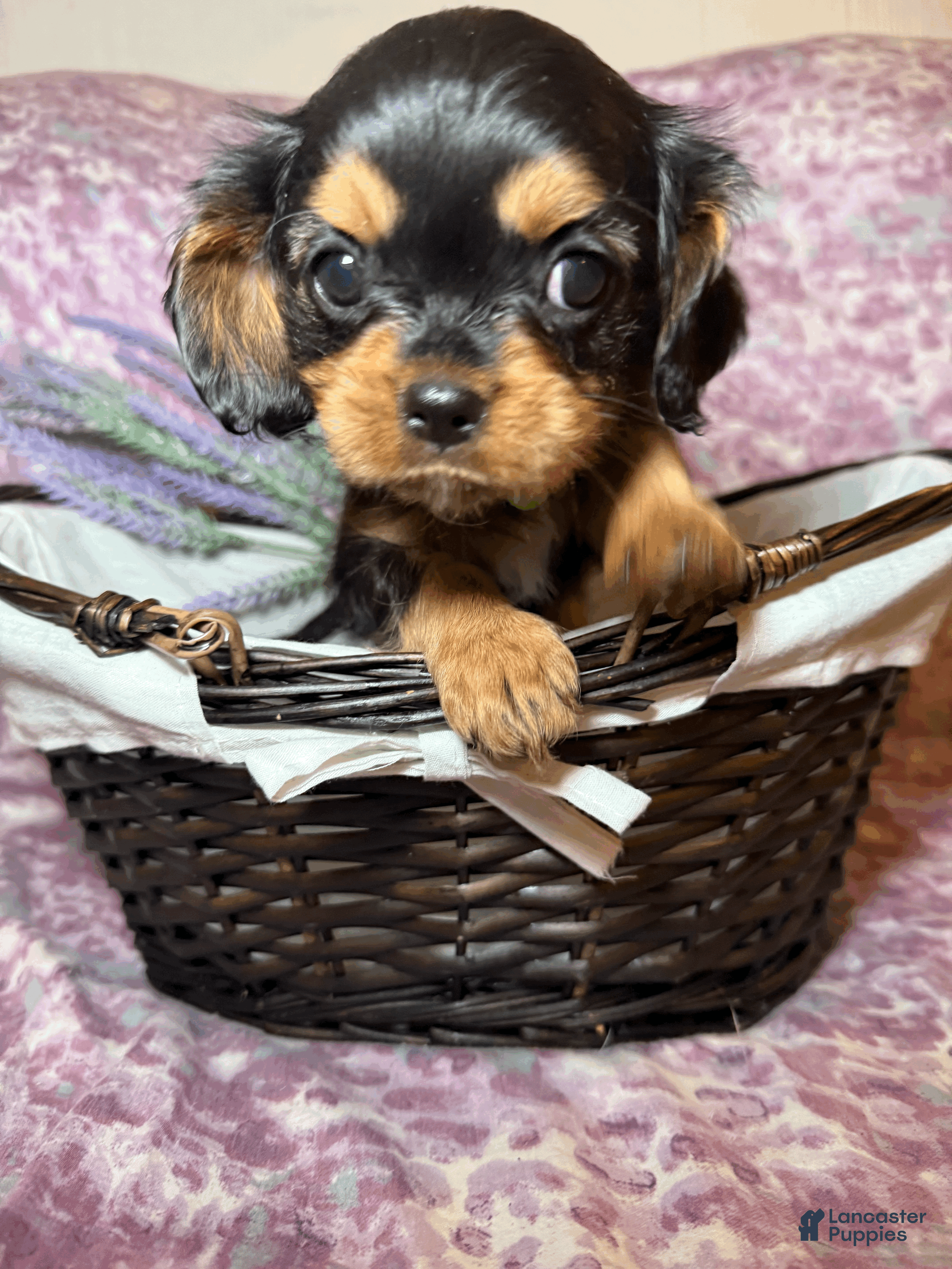 Cavalier King Charles Spaniel dogs Wasabi - Ad 14