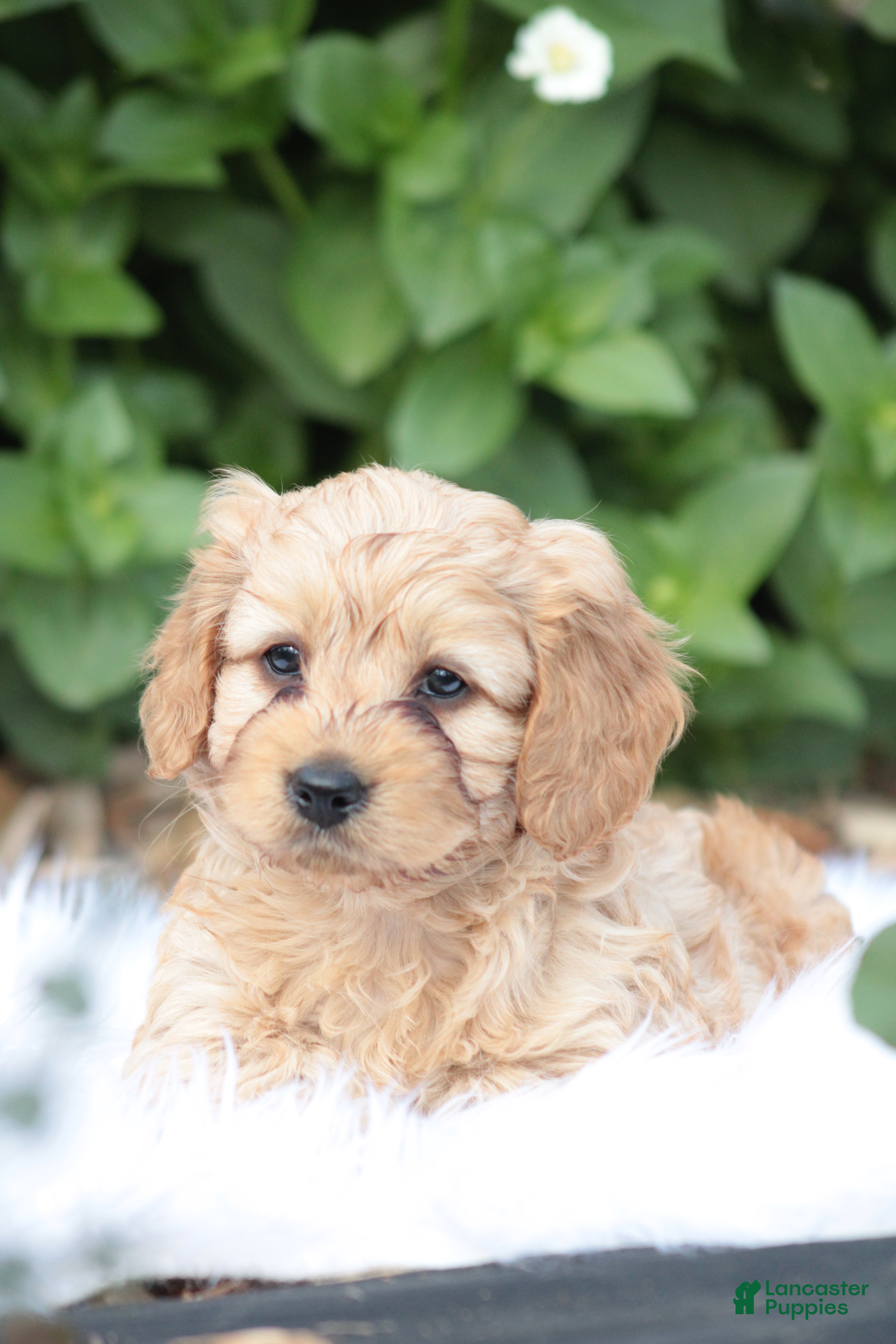 Cavapoo dogs Oakley  - Ad 29