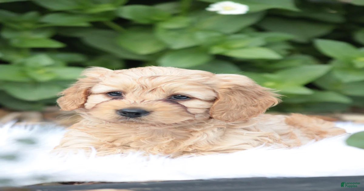 Oakley Cavapoo for sale in Myerstown | Lancaster Puppies