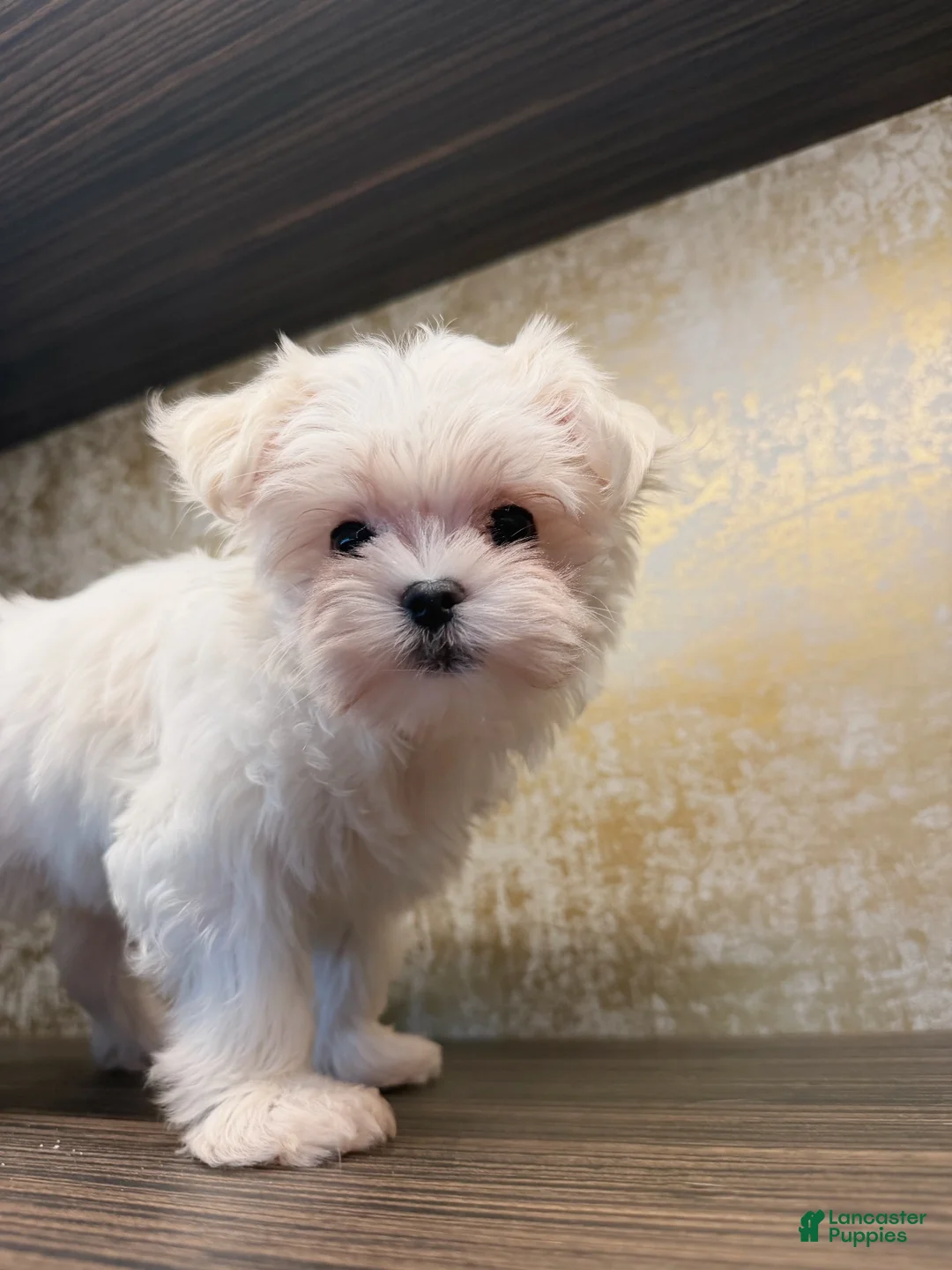Maltese dogs for sale: Annie - Ad 8